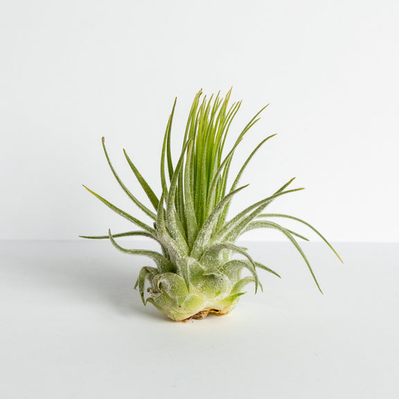 Air Plant 'Magnusiana' 2-3" - Urban Sprouts