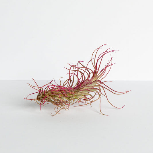 Air Plant 'Funckiana - Magenta' 3-4" - Urban Sprouts