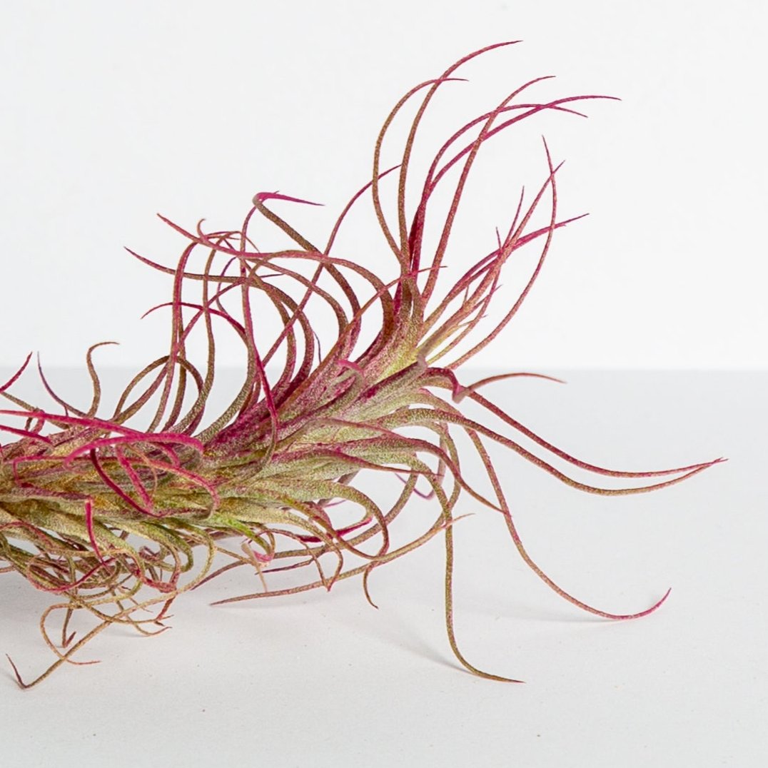 Air Plant 'Funckiana - Magenta' 2-3"