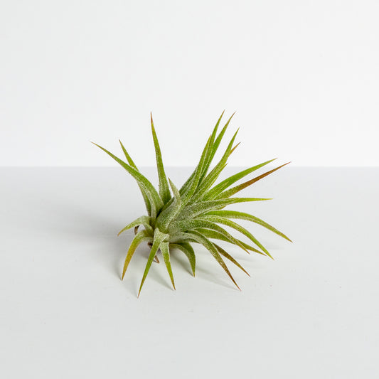 Air Plant 'Ionantha - Mexico' 2-3" - Urban Sprouts