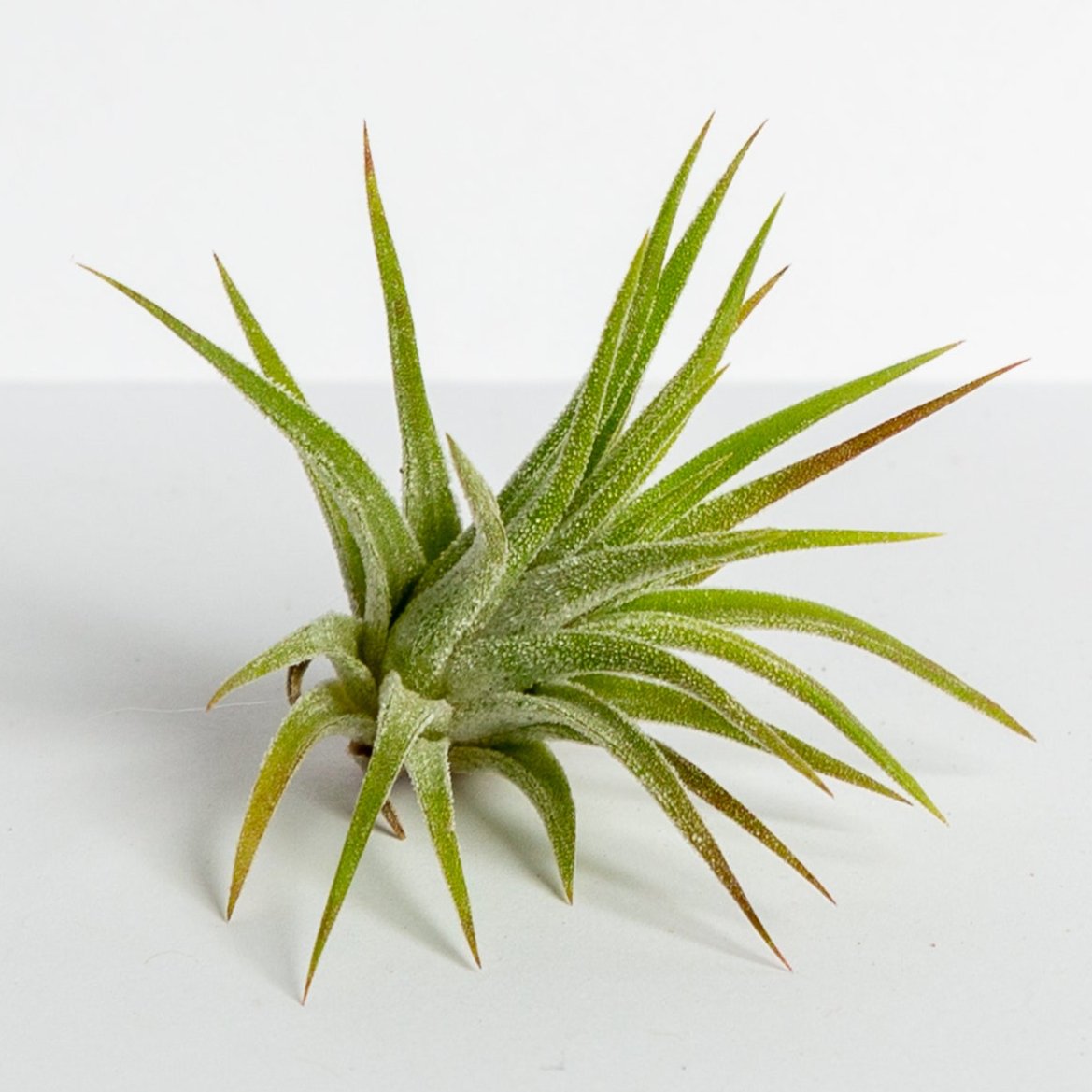 Air Plant 'Ionantha - Mexico' 1-2"