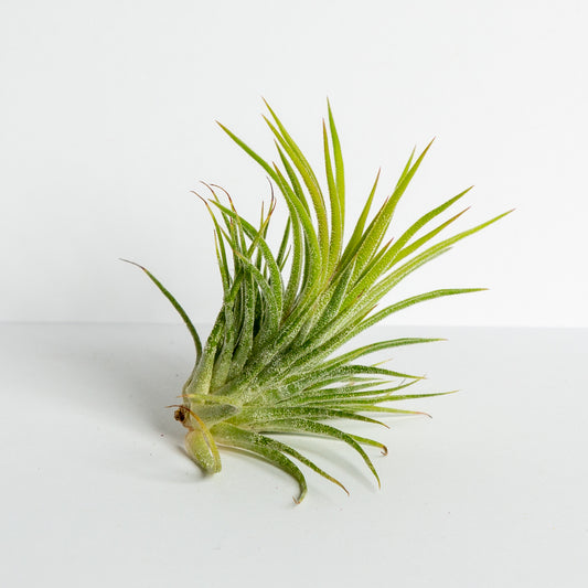 Air Plant 'Ionantha - Big Green' 3-4" - Urban Sprouts