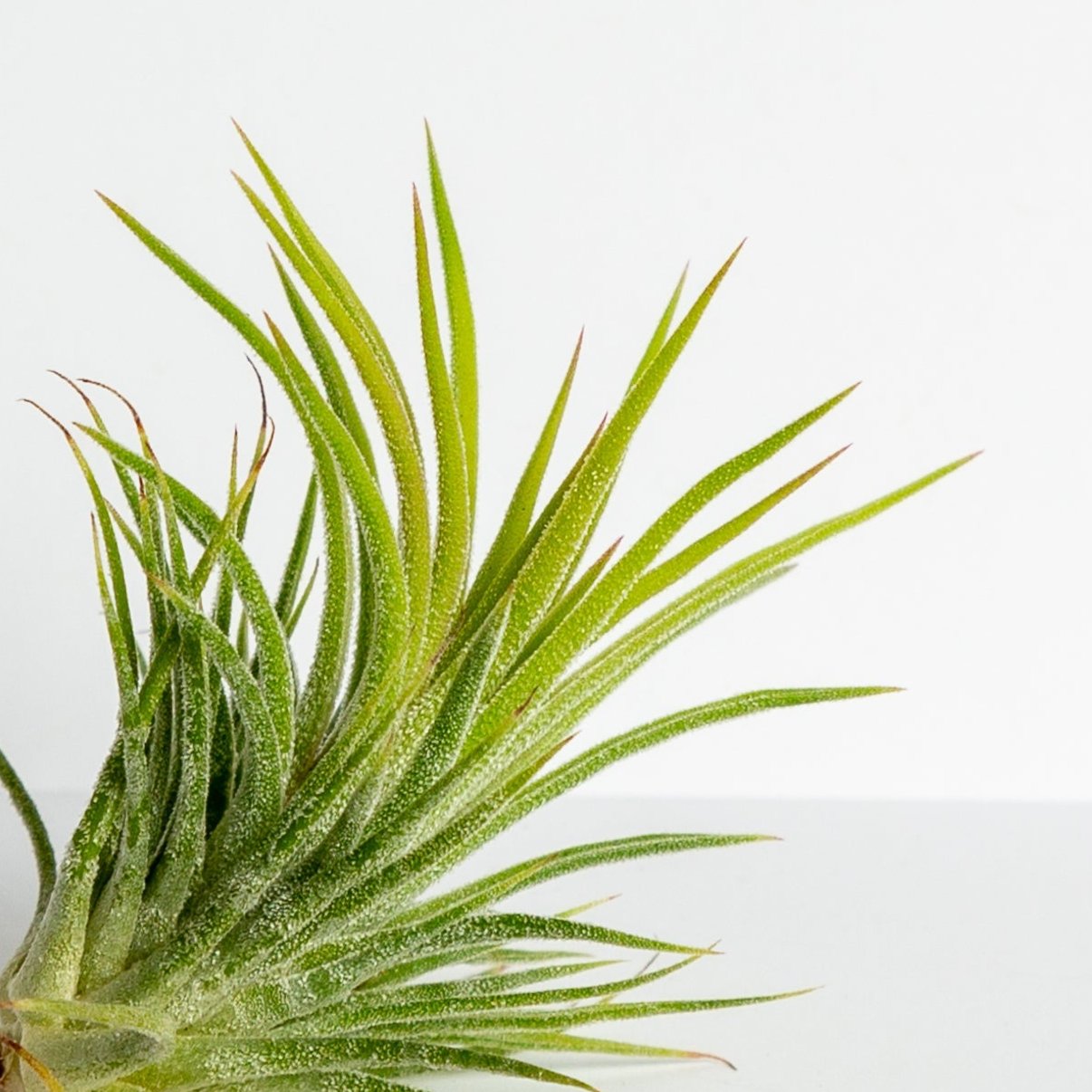 Air Plant 'Ionantha - Big Green' 3-4"