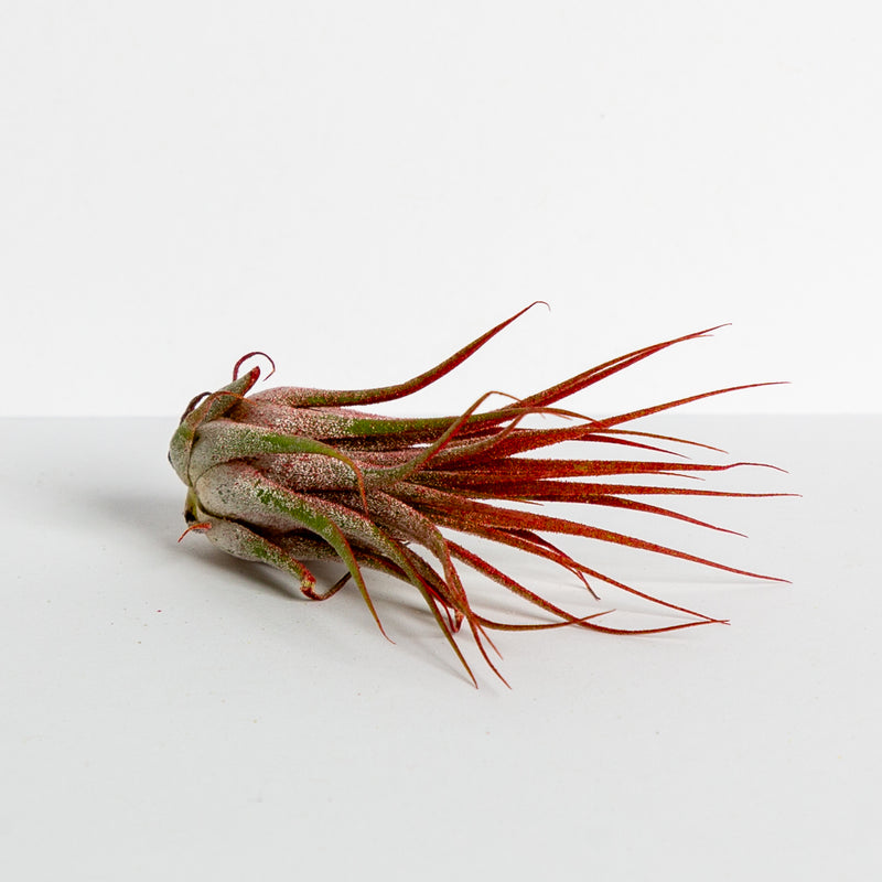 Air Plant 'Ionantha - Red' 3-4" - Urban Sprouts