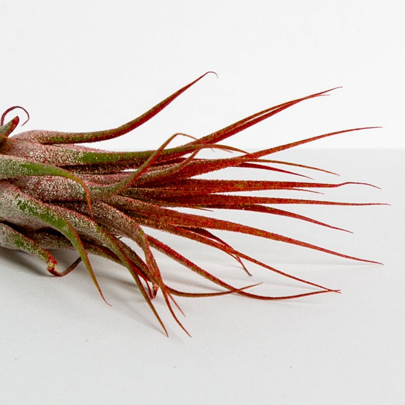 Air Plant 'Ionantha - Red' 3-4"