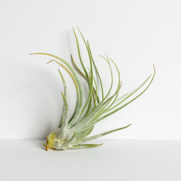 Air Plant 'Oaxacana (Feldhofi)' 2-3" - Urban Sprouts