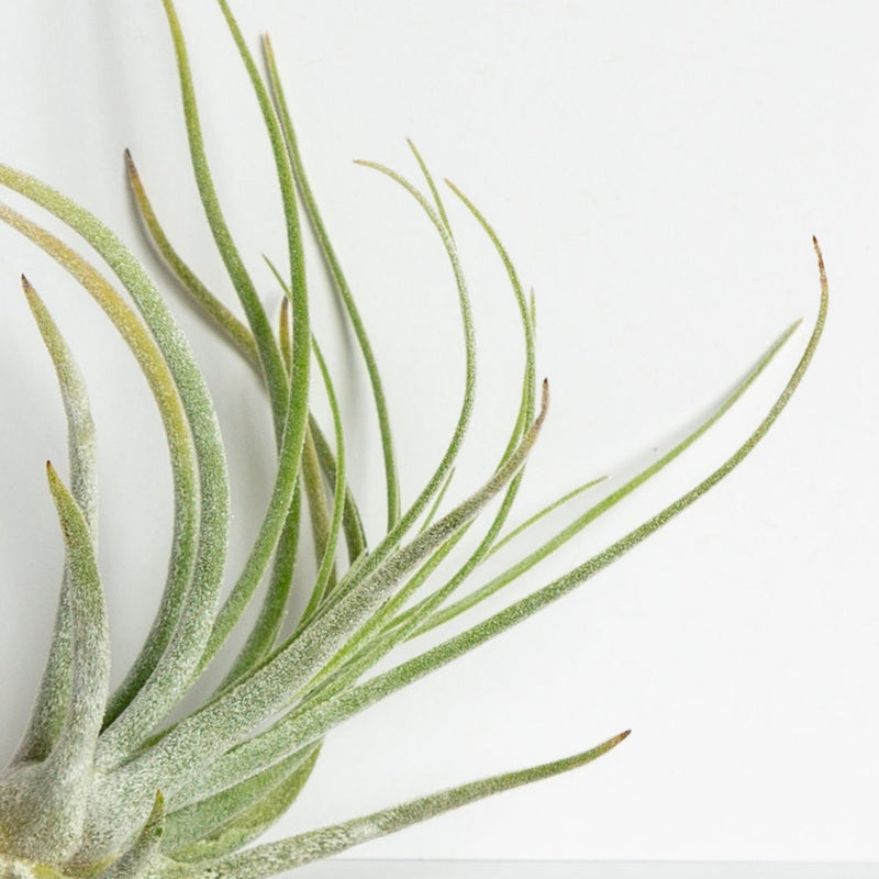 Air Plant 'Caulescens' 3-4" - Urban Sprouts