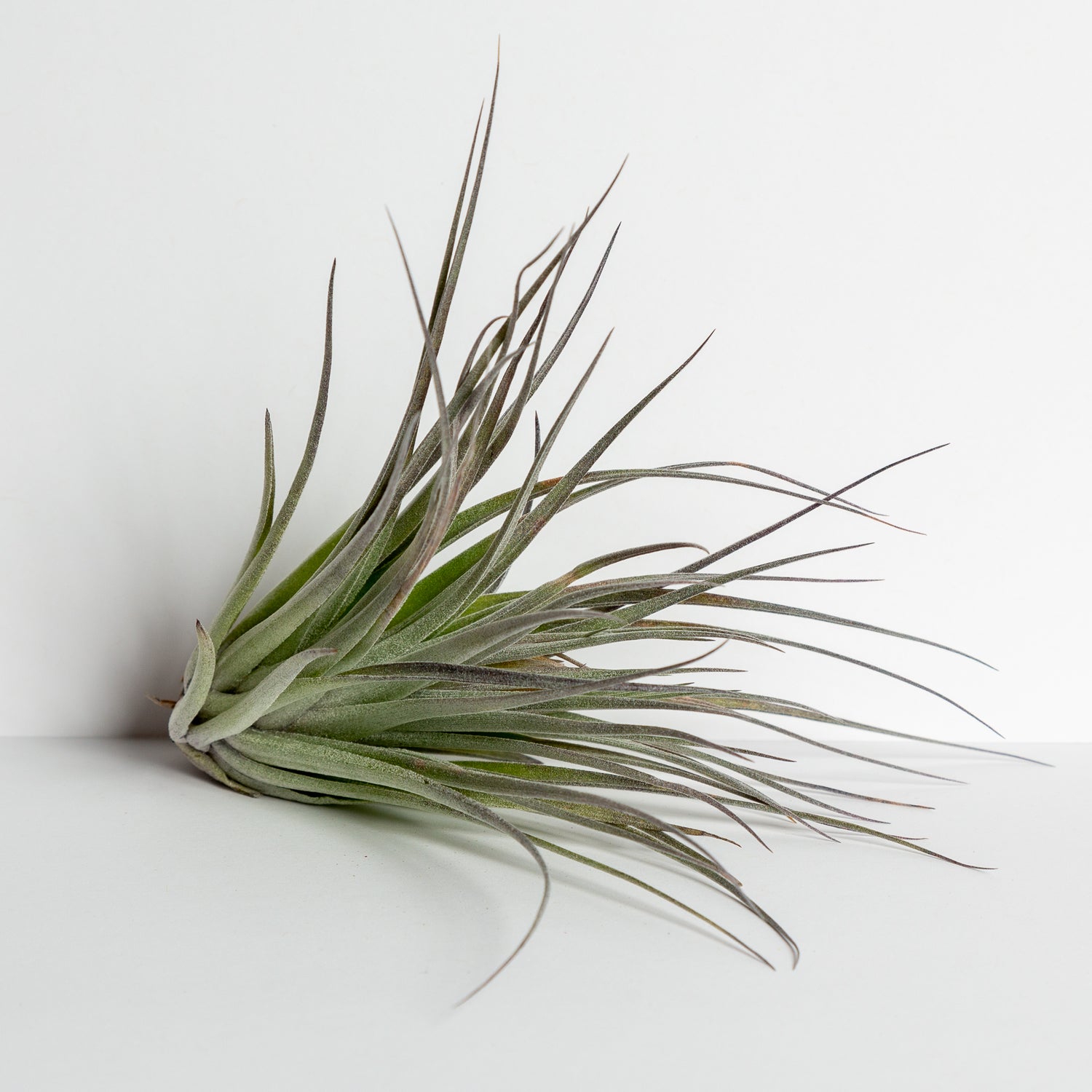 Air Plant 'Houston - Red Princess ' 3-4" - Urban Sprouts
