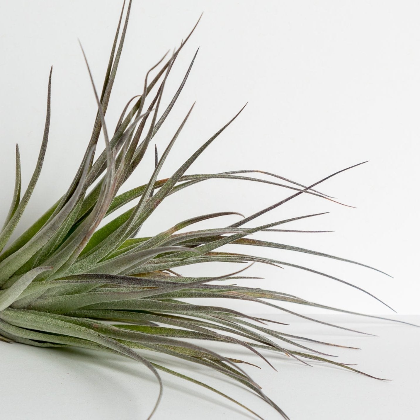 Air Plant 'Houston - Red Princess ' 3-4"