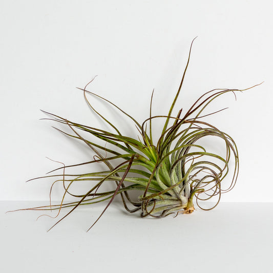 Air Plant 'Houston - Black' 4-5"