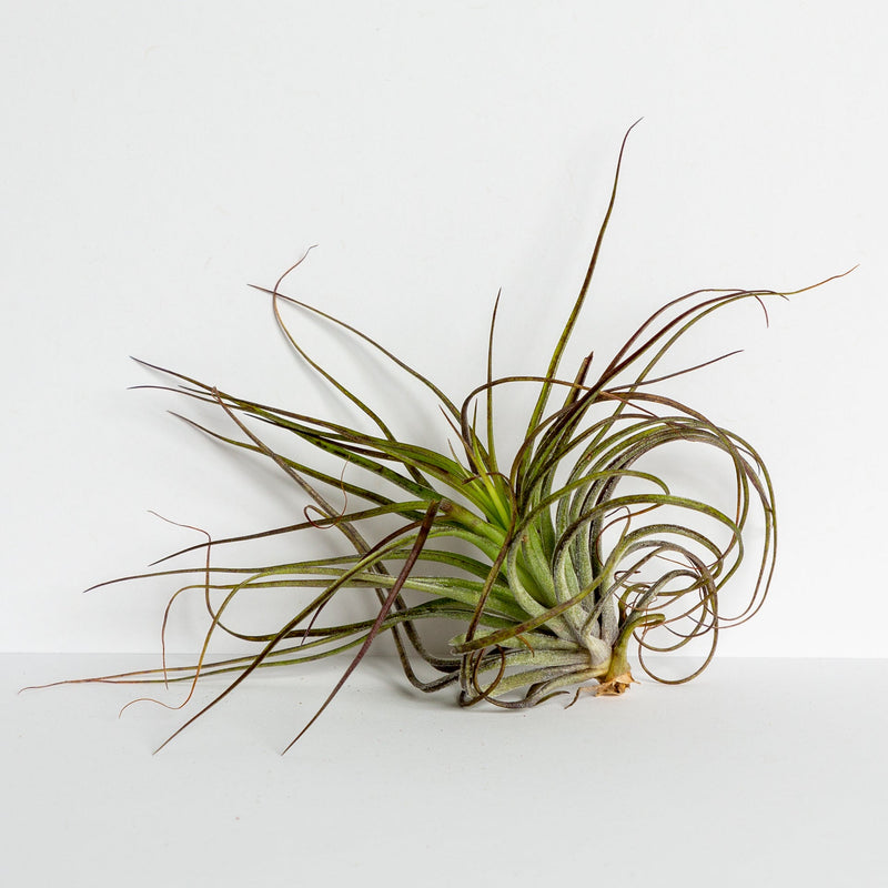 Air Plant 'Houston - Black' 4-5"