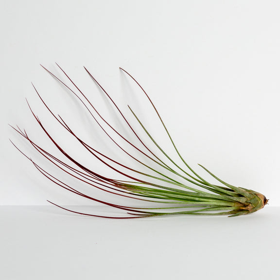 Air Plant 'Juncifolia - Red' 6-8" - Urban Sprouts