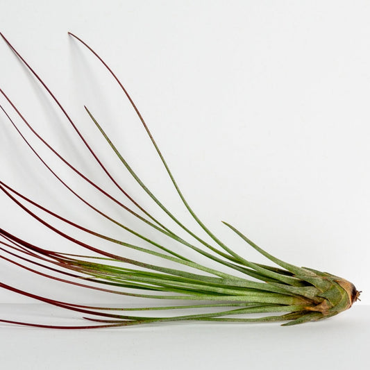 Air Plant 'Juncifolia - Red' 6-8"