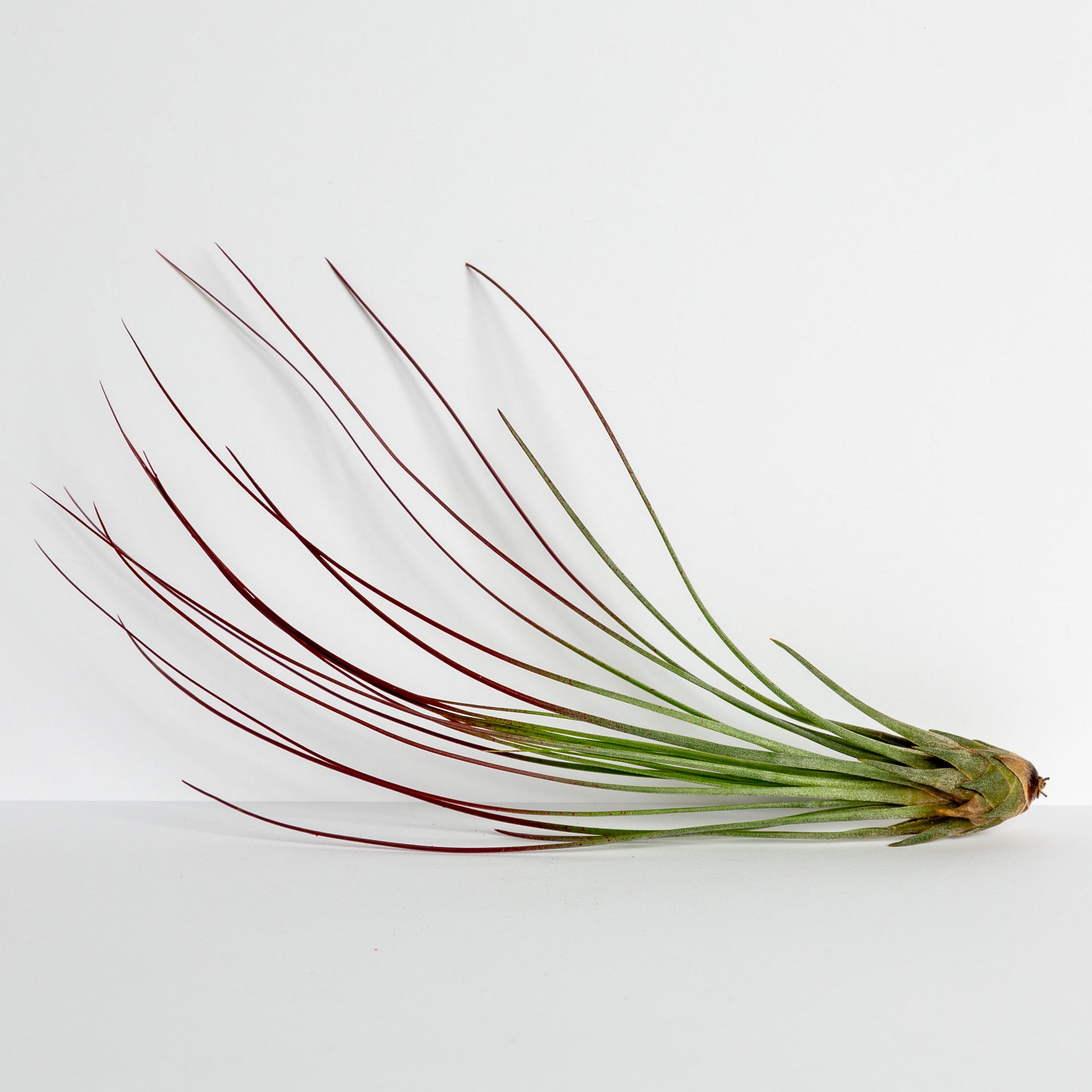 Air Plant 'Juncea - Red' 10-12" - Urban Sprouts