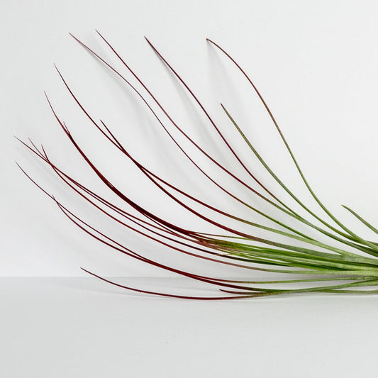 Air Plant 'Juncea - Red' 10-12"