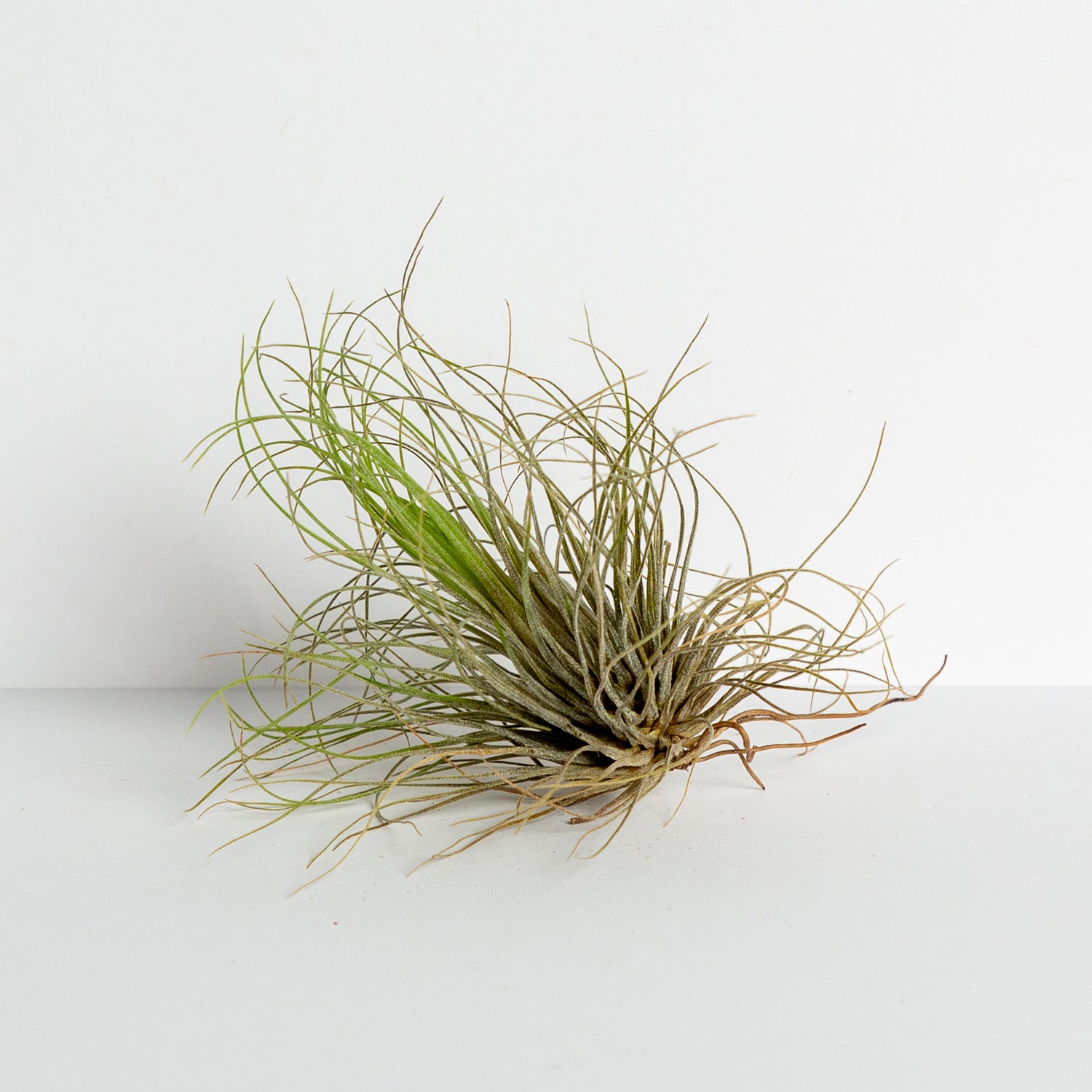 Air Plant 'Andreana' 1-2" - Urban Sprouts
