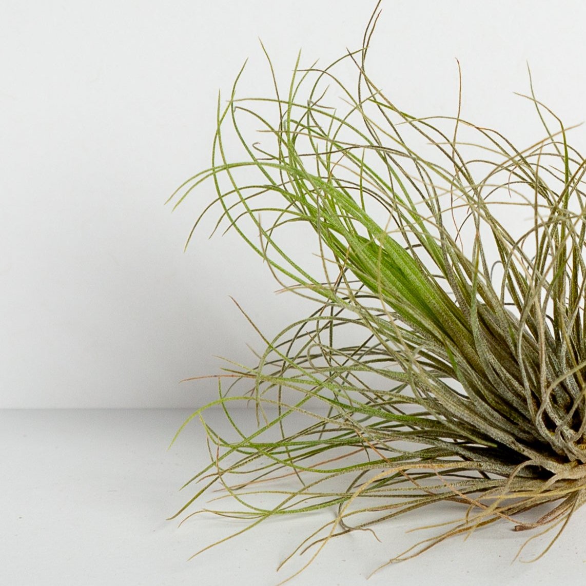 Air Plant 'Andreana' 1-2"