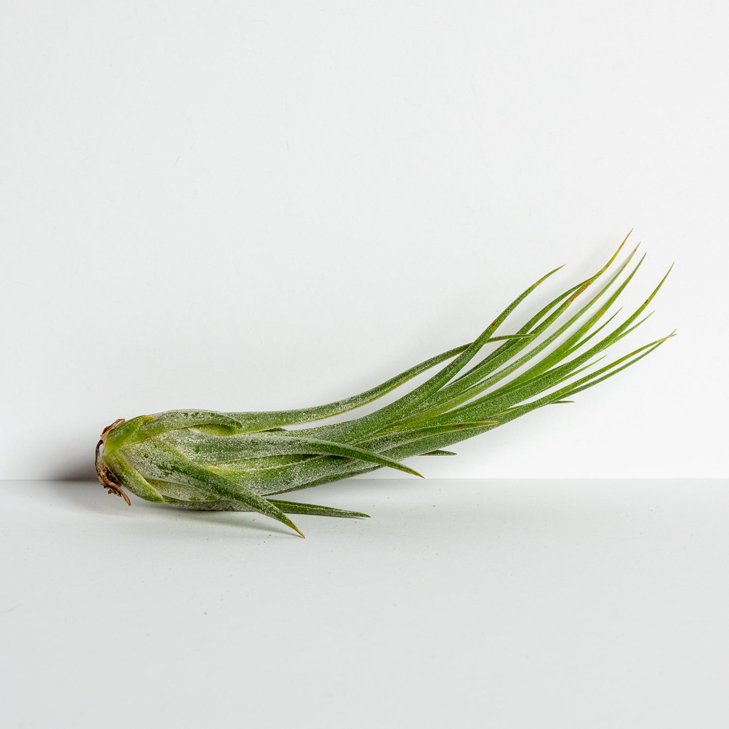 Air Plant 'Ionantha - Scaposa' 4-5" - Urban Sprouts
