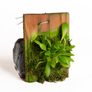 Orchid - Pleurothallis grobyi type (Ecuador) - Urban Sprouts