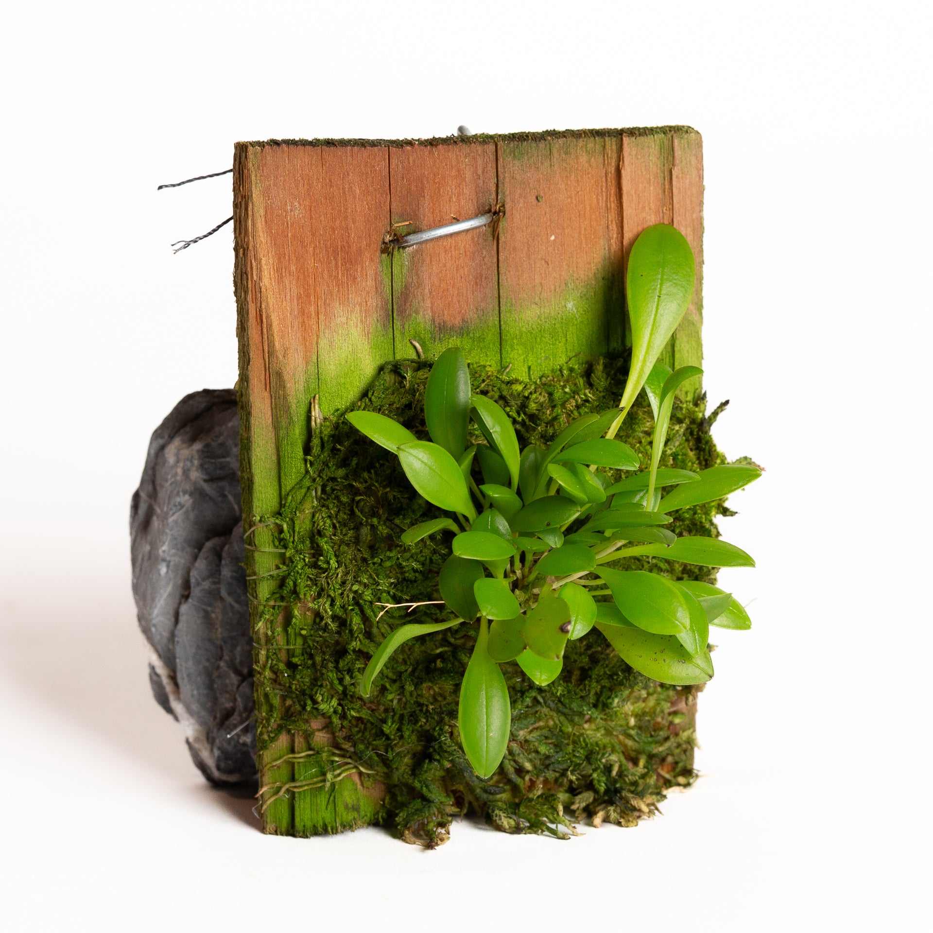 Orchid - Pleurothallis grobyi type (Ecuador) - Urban Sprouts