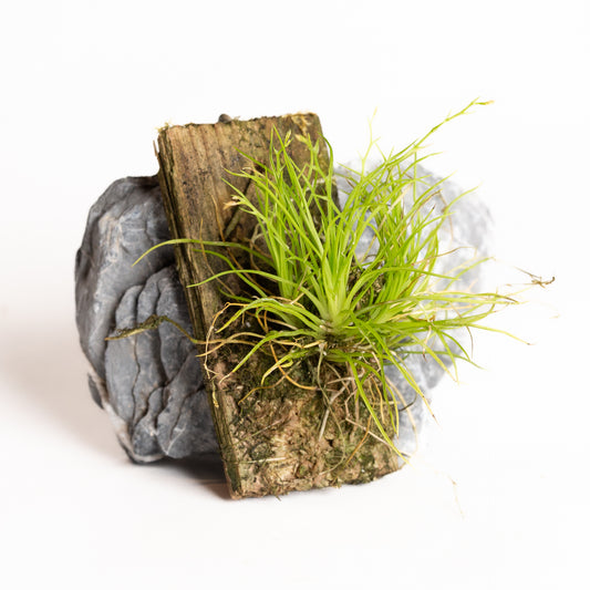 Orchid - Phymatidium falcifolium - Urban Sprouts