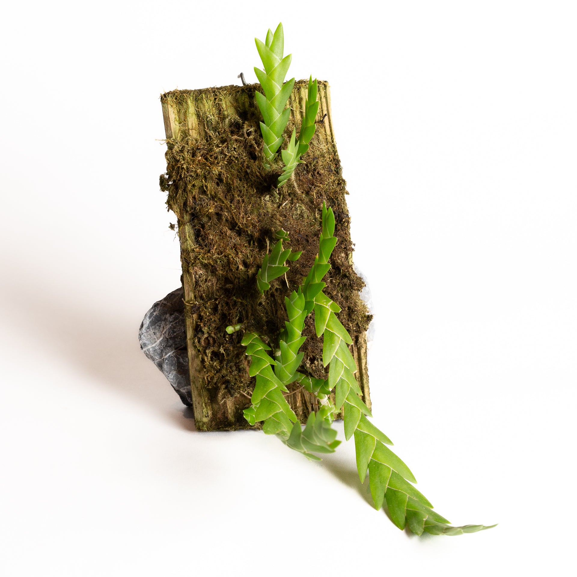 Orchid - Oberonia longirepens - Urban Sprouts
