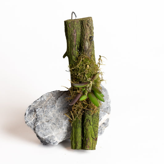 Orchid - Dendrobium prenticei - Urban Sprouts
