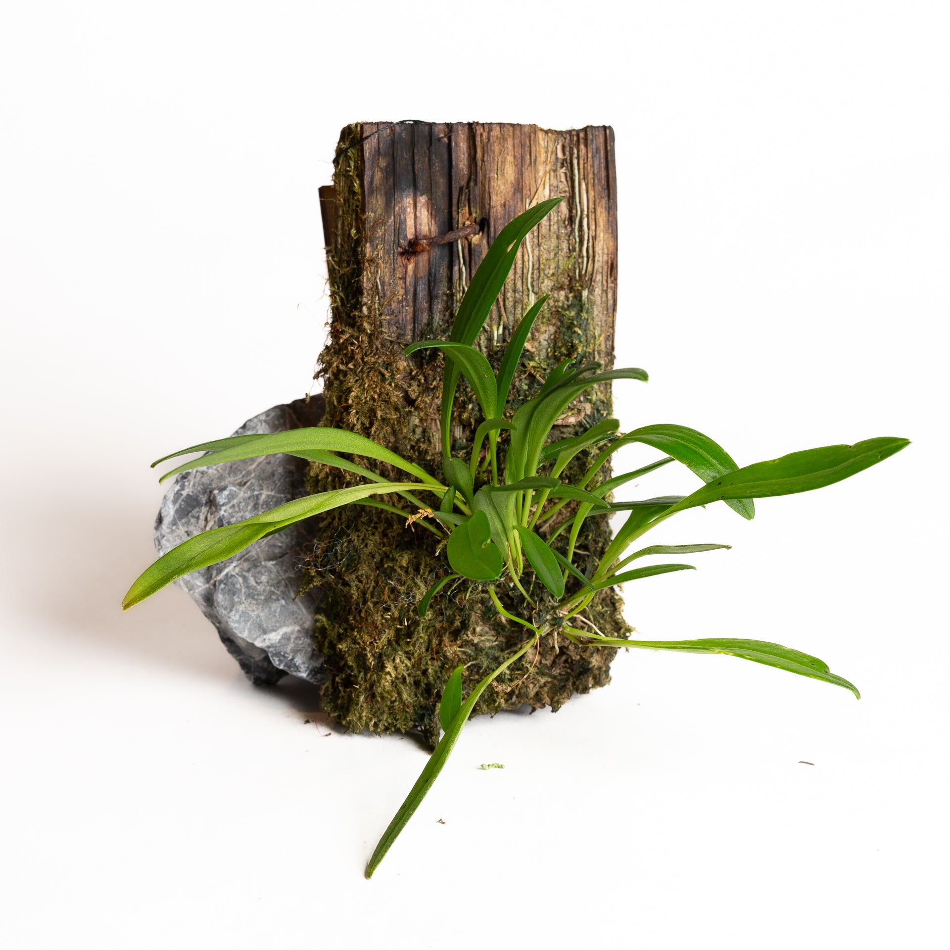 Orchid - Scaphosepalum microdactylum - Urban Sprouts