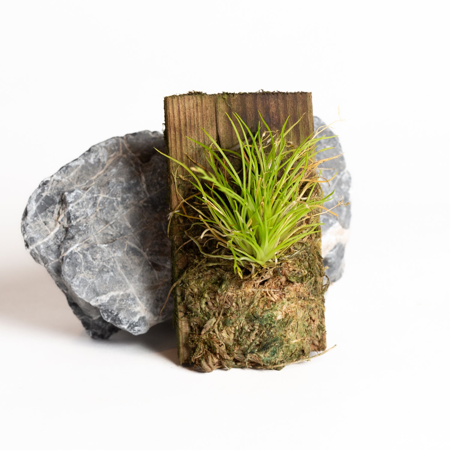 Orchid - Phymatidium falcifolium - Urban Sprouts