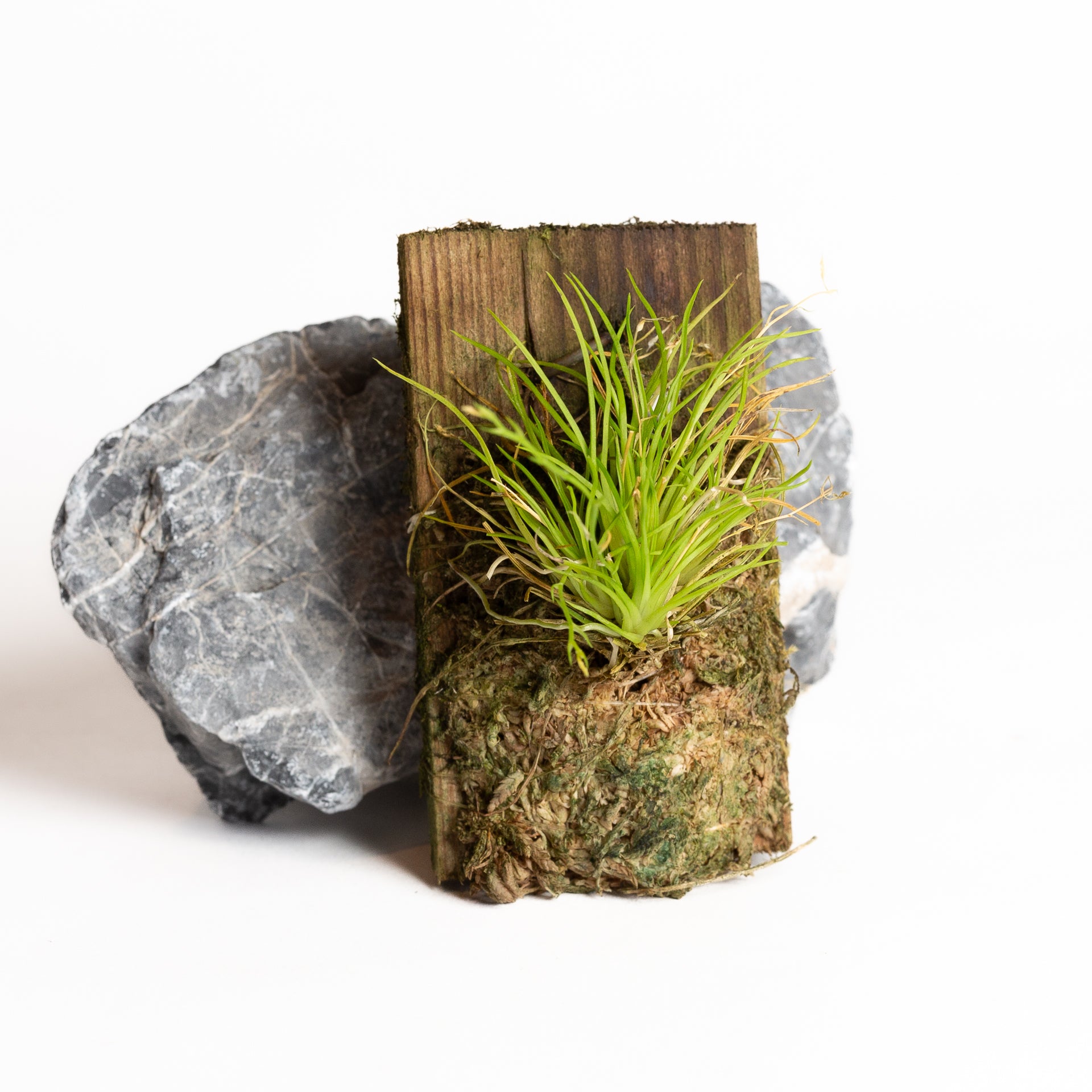 Orchid - Phymatidium falcifolium - Urban Sprouts