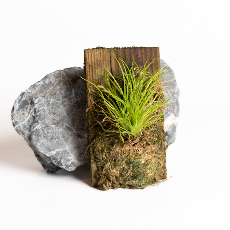 Orchid - Phymatidium falcifolium - Urban Sprouts