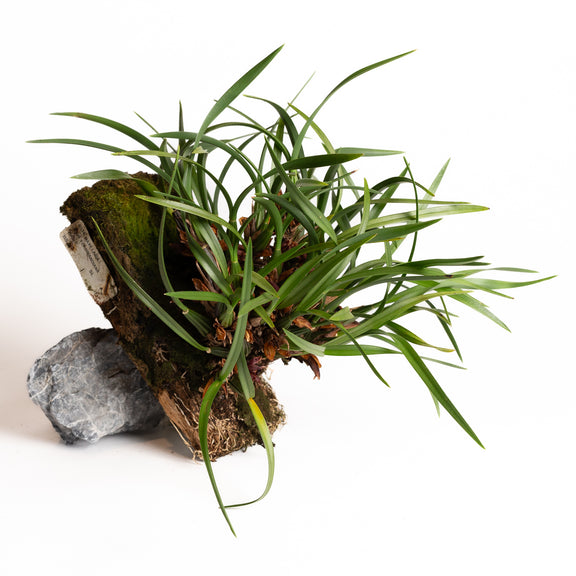 Orchid - Maxillaria ferdinandiana - Urban Sprouts