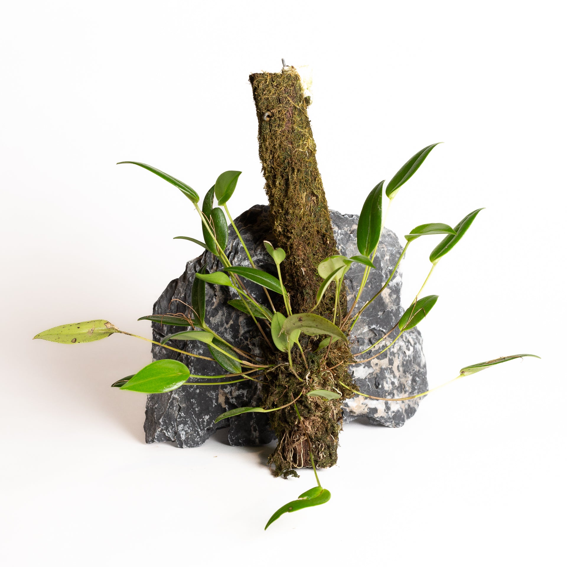 Orchid - Pleurothallis eumecocaulon - Urban Sprouts
