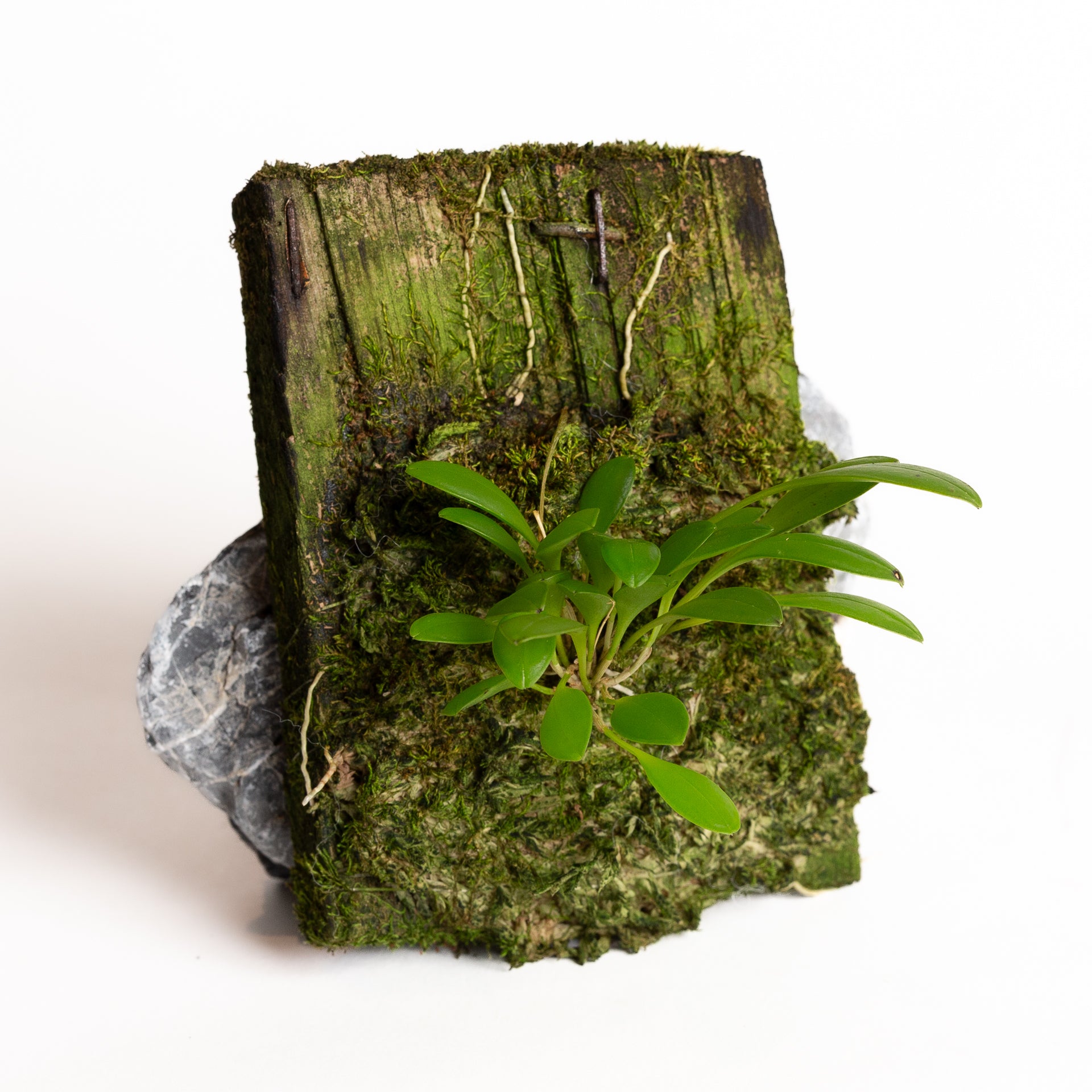 Orchid - Pleurothallis grobyi type (Ecuador) - Urban Sprouts