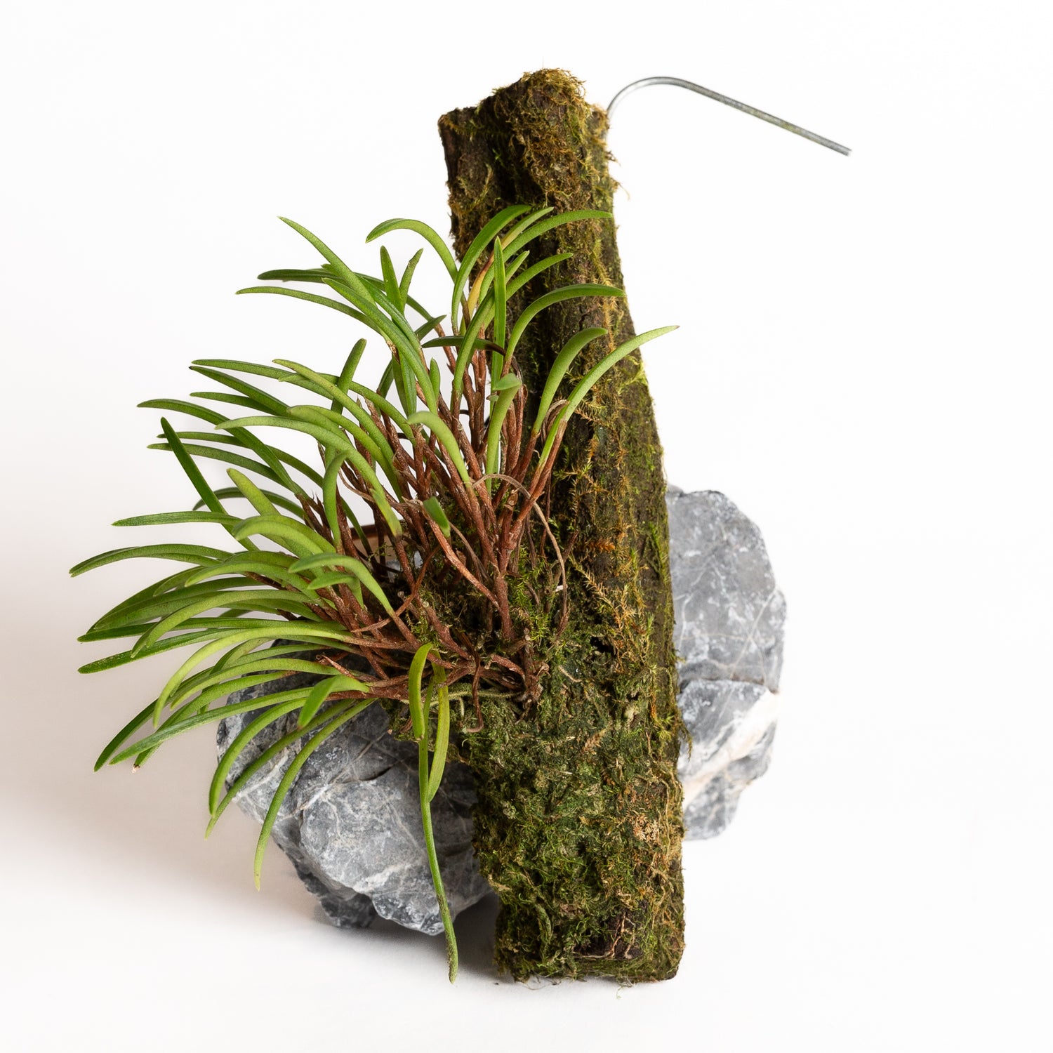 Orchid - Ceratostylis philippinensis - Urban Sprouts