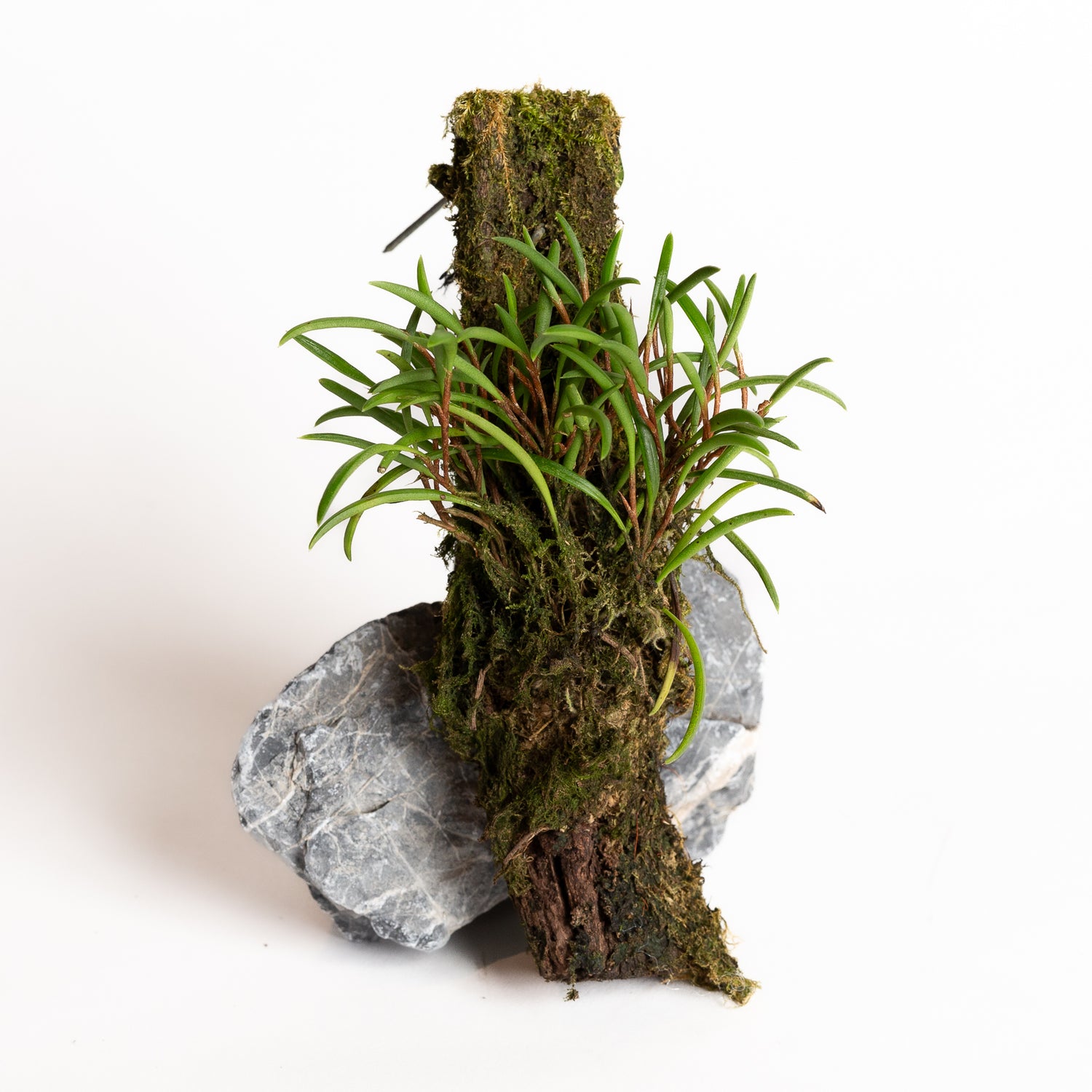 Orchid - Ceratostylis philippinensis - Urban Sprouts