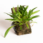 Orchid - Scaphosepalum microdactylum - Urban Sprouts