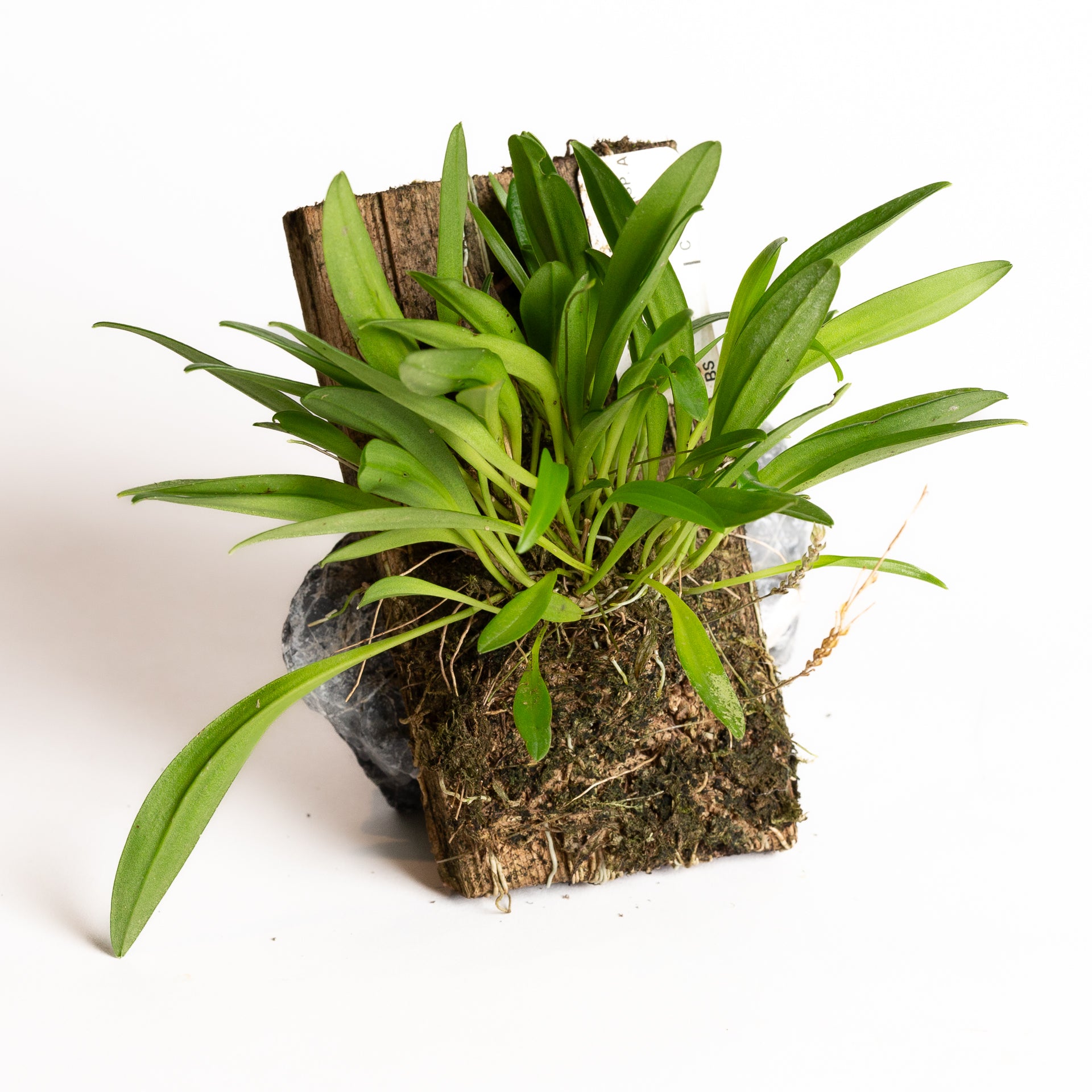 Orchid - Scaphosepalum microdactylum - Urban Sprouts