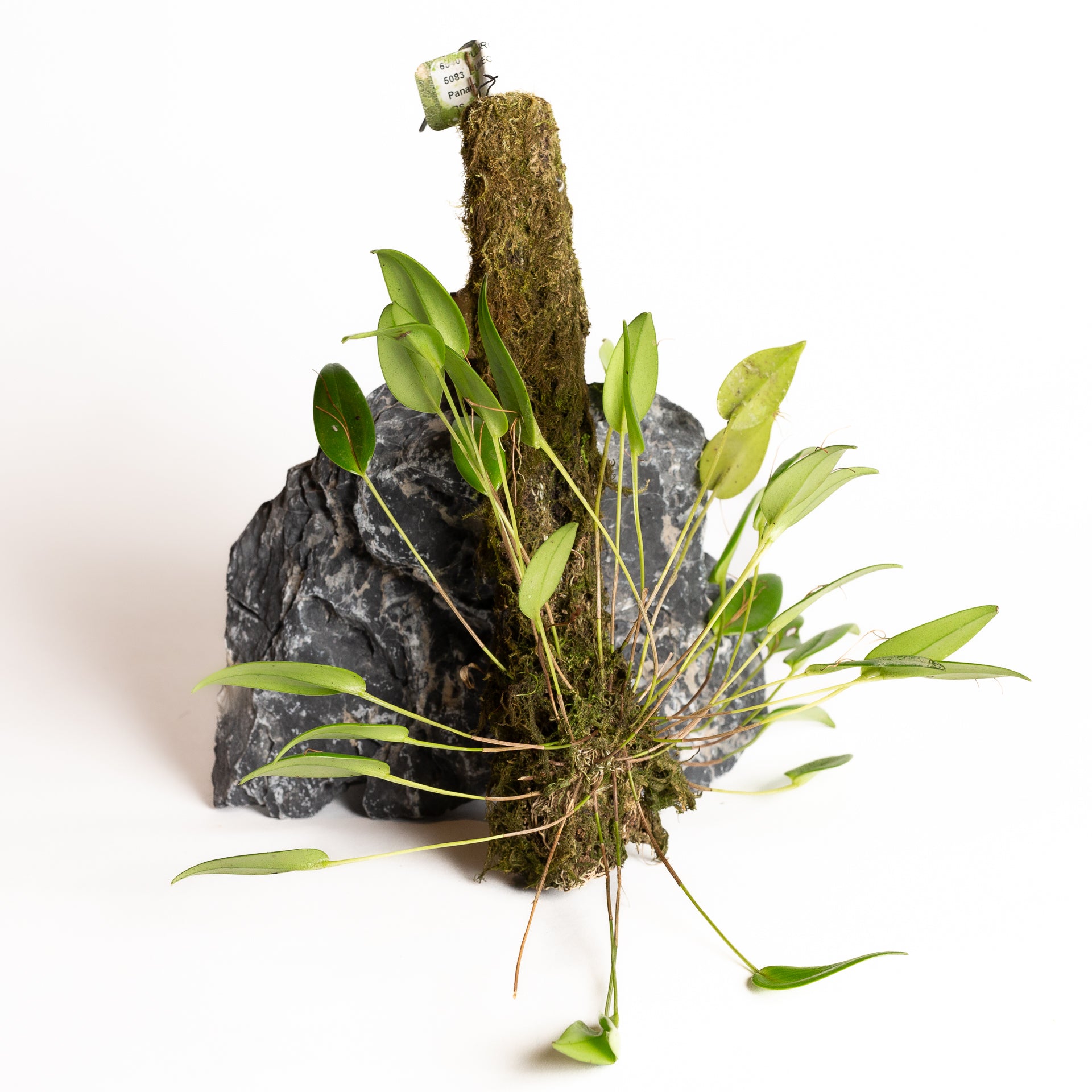 Orchid - Pleurothallis eumecocaulon - Urban Sprouts
