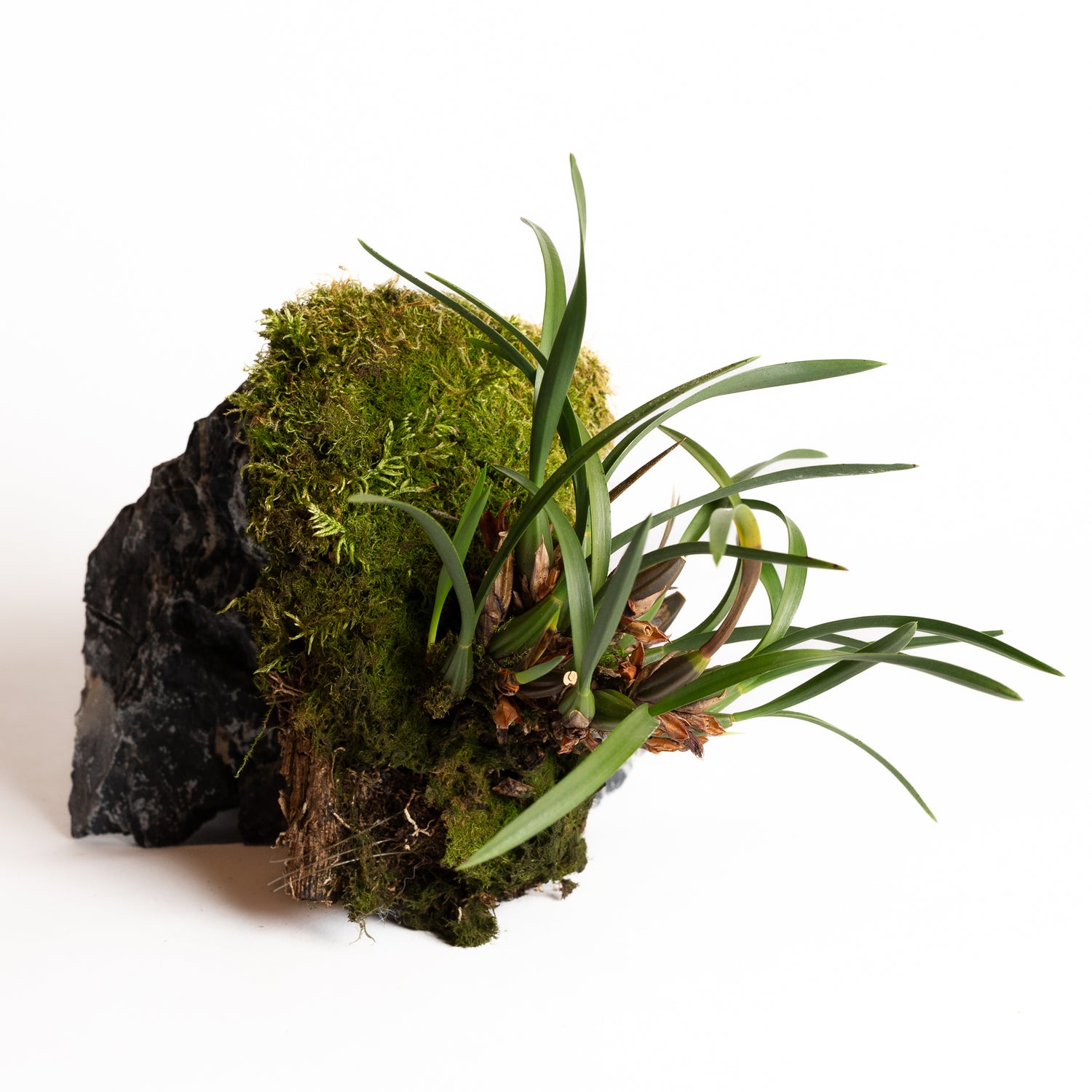 Orchid - Maxillaria ferdinandiana - Urban Sprouts