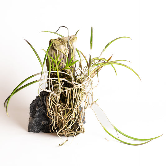 Orchid - Brassavola reginae - Urban Sprouts