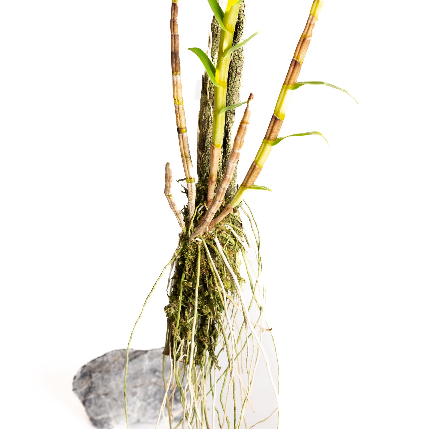 Orchid - Dendrobium disichophyl - Urban Sprouts
