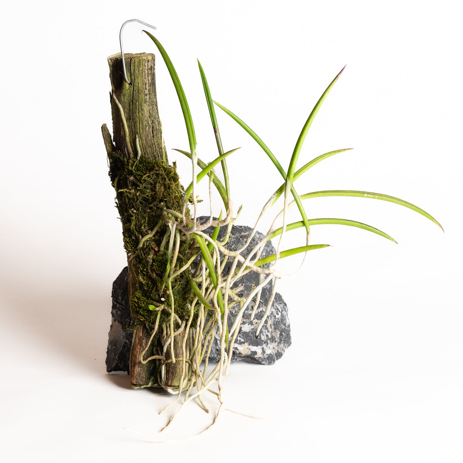 Orchid - Brassavola reginae - Urban Sprouts