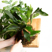 2/6 @ 6:00 Orchids & Epiphytes Workshop