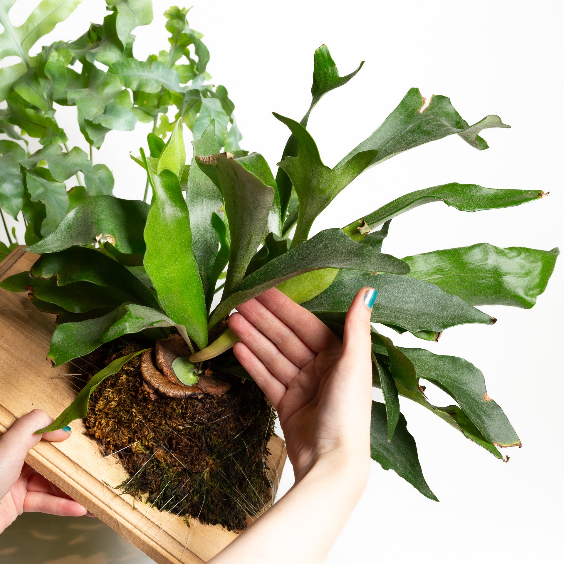 2/6 @ 6:00 Orchids & Epiphytes Workshop