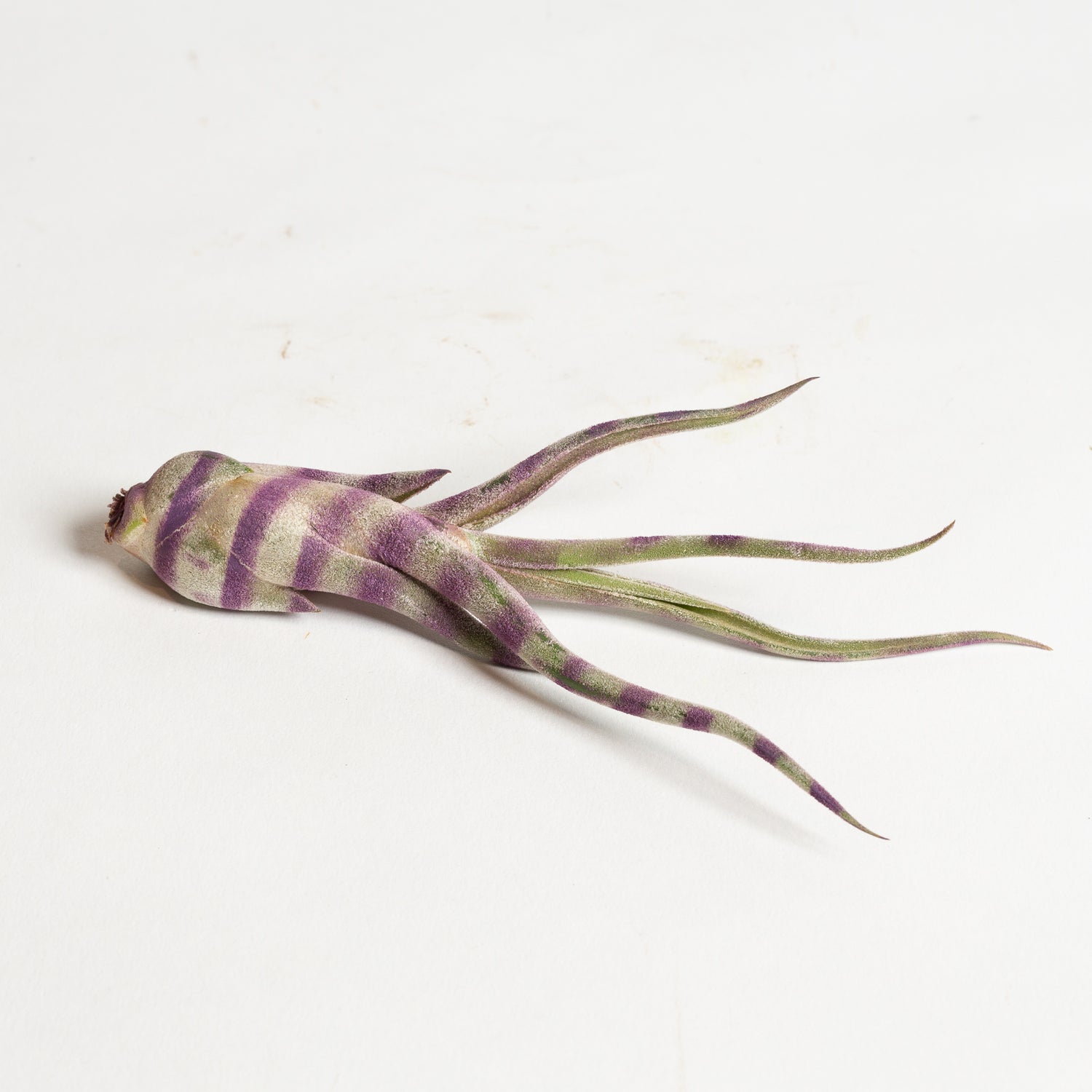 Air Plant 'Caput Medusae - Purple Stripe' 4-5"