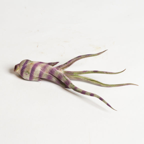 Air Plant 'Caput Medusae - Purple Stripe' 4-5" - Urban Sprouts