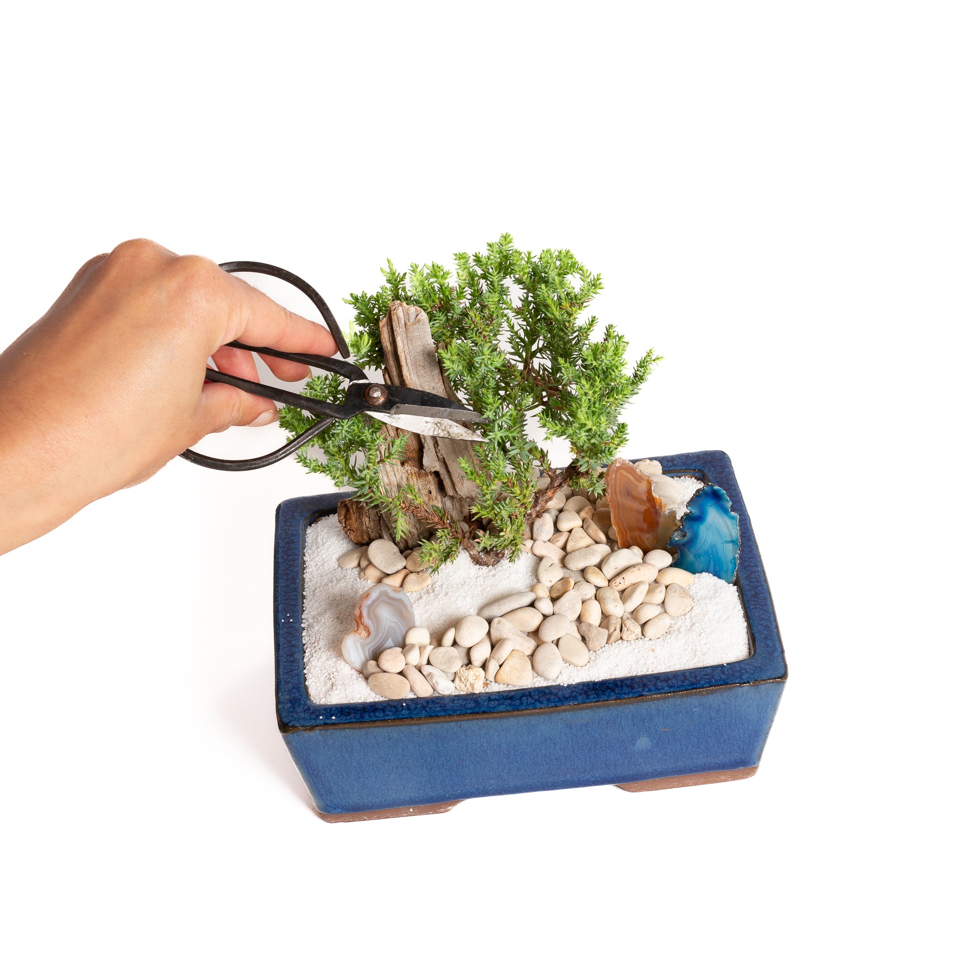 12/12 @ 6:00 Beginner Bonsai Workshop