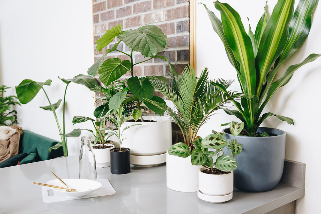 How to Keep Your Plants Happy While You're Out of Town for the Holiday ...