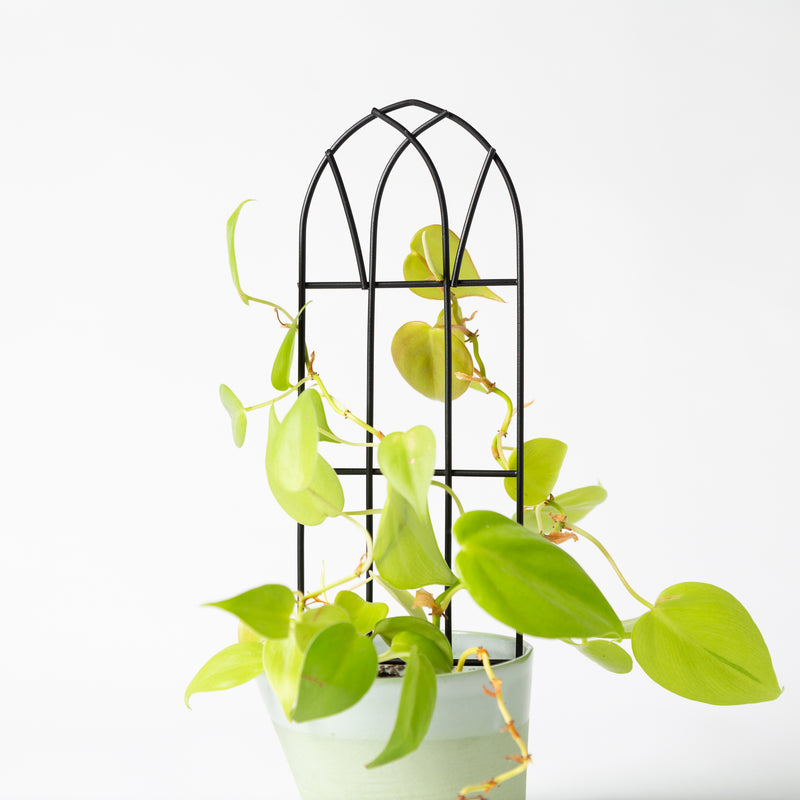 10" Black Metal Arch Trellis - Urban Sprouts